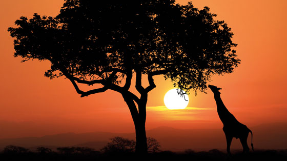 Giraffe isst von Baum bei Sonnenuntergang in malerischer Szenerie